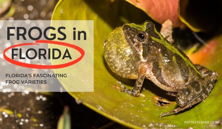 Frogs in Florida: Florida’s Fascinating Frog Varieties