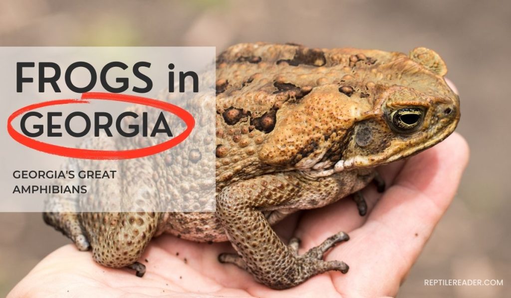 Frogs in Georgia: Georgia's Great Amphibians - Reptile Reader