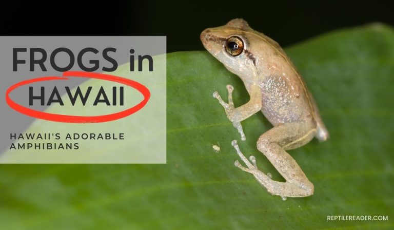 Frogs in Hawaii: Hawaii’s Adorable Amphibians