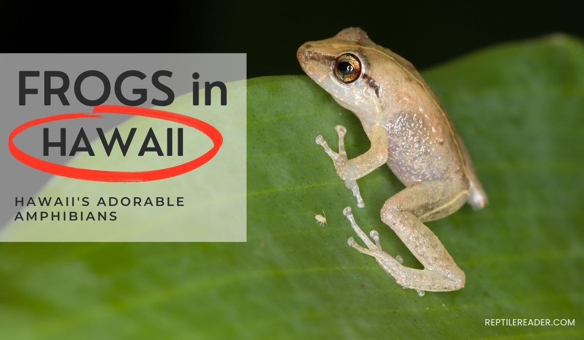 Frogs in Hawaii