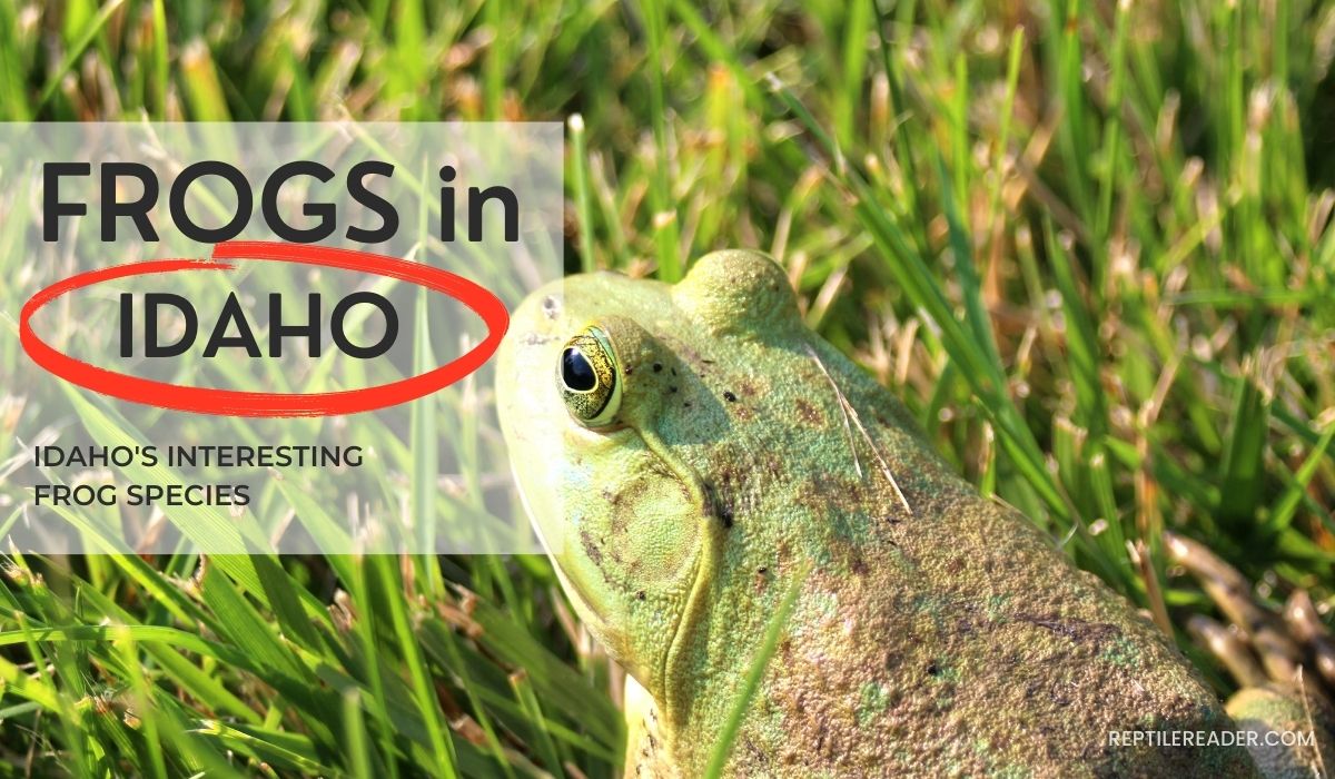 Frogs in Idaho