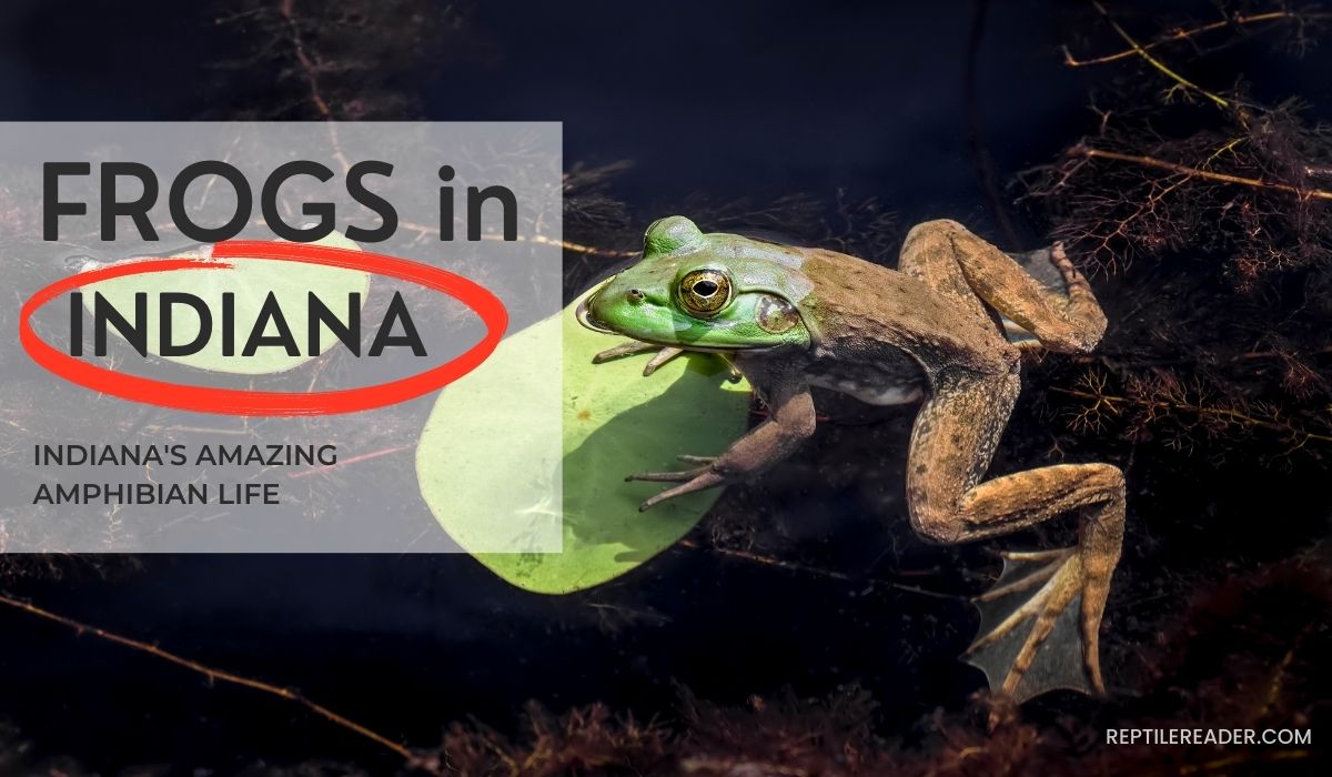 Frogs in Indiana