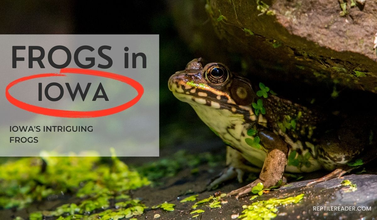 Frogs in Iowa