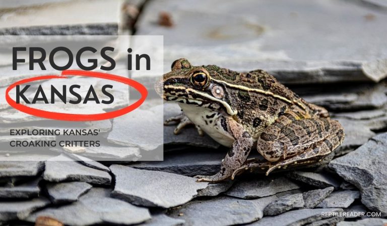 Frogs in Kansas: Exploring Kansas’ Croaking Critters