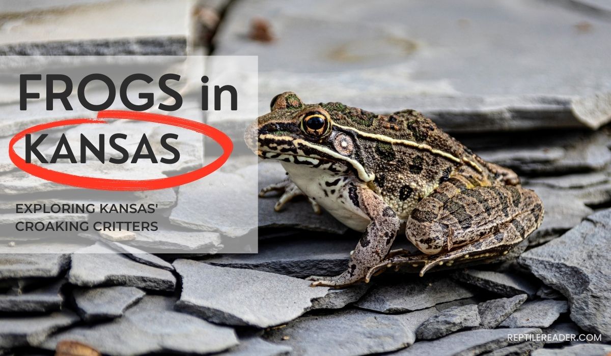 Frogs in Kansas