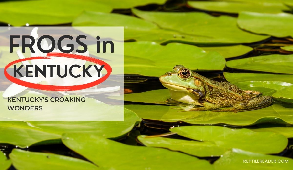Frogs in Kentucky