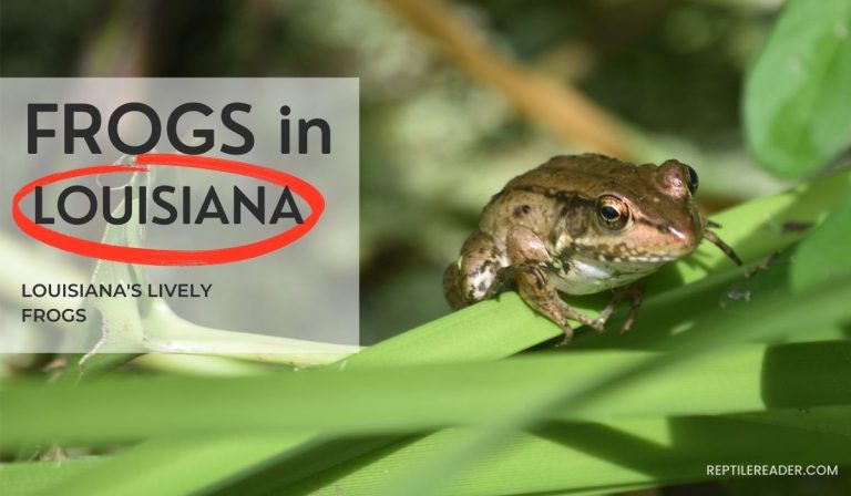 Frogs in Louisiana: Louisiana’s Lively Frogs