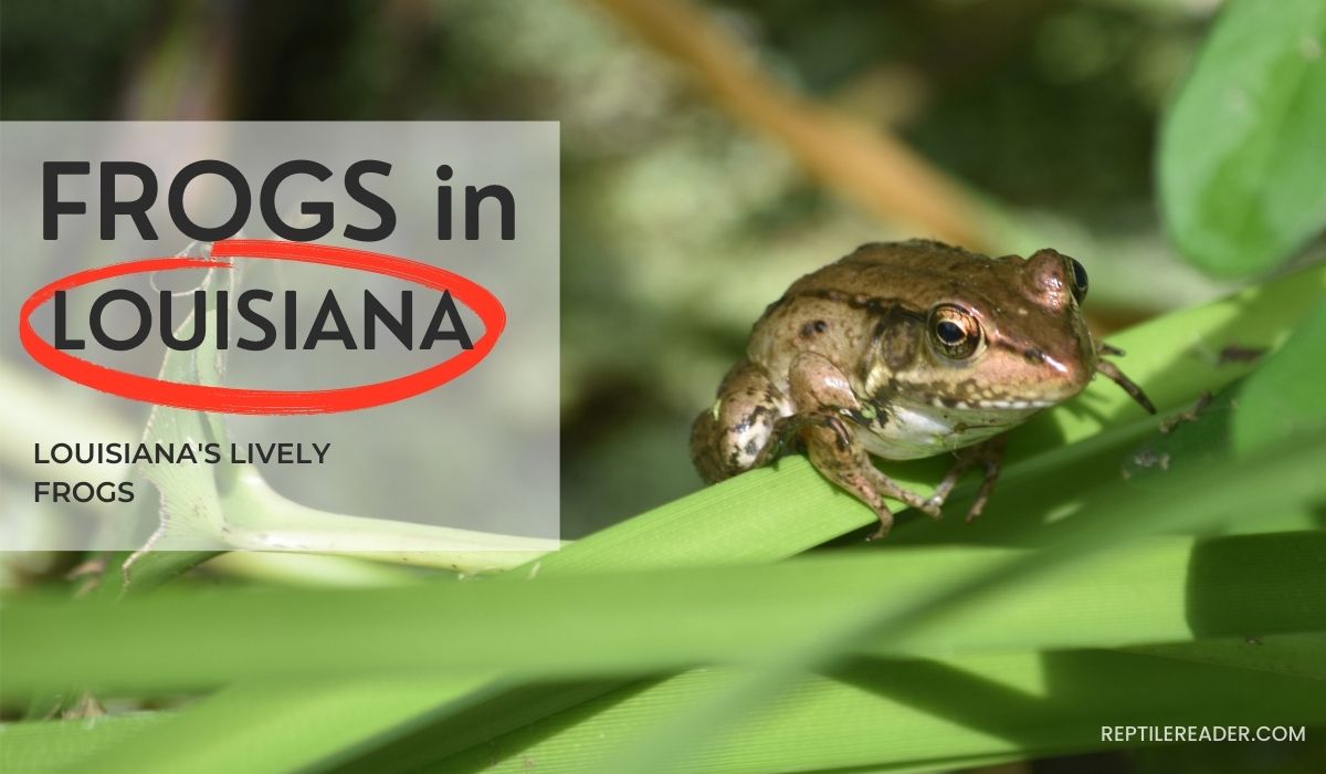 Frogs in Louisiana