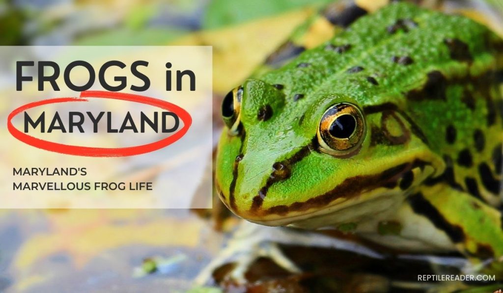 Frogs in Maryland: Maryland's Marvellous Frog Life - Reptile Reader