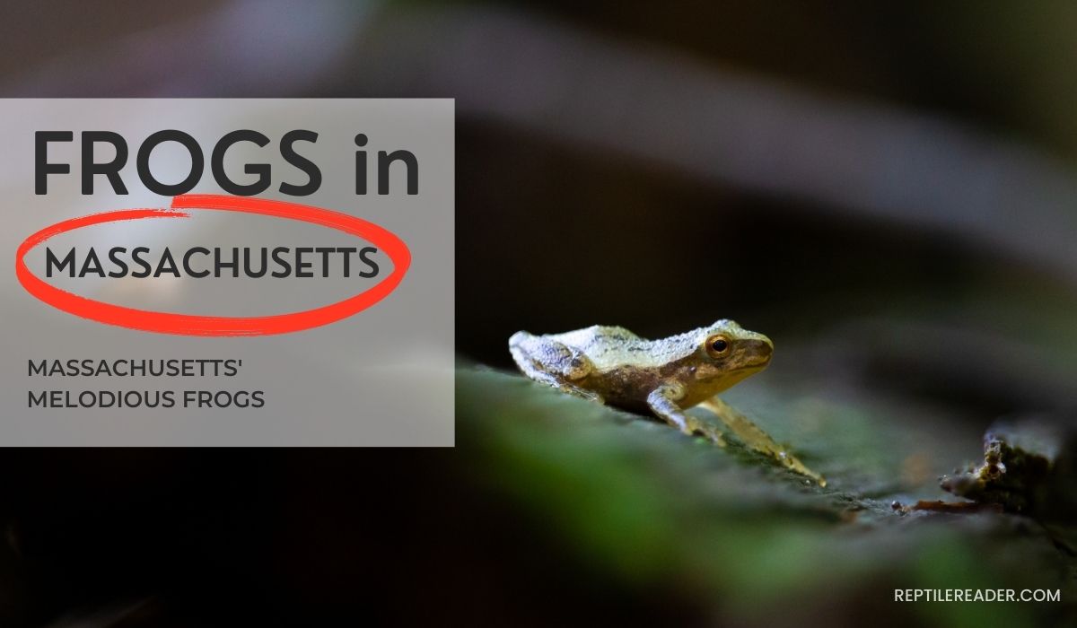 Frogs in Massachusetts