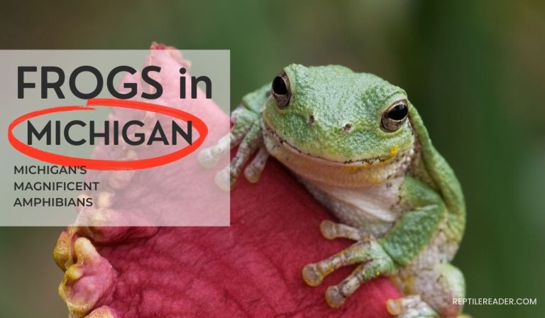 Frogs in Michigan: Michigan’s Magnificent Amphibians