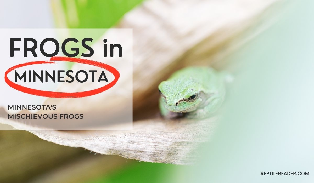 Frogs in Minnesota