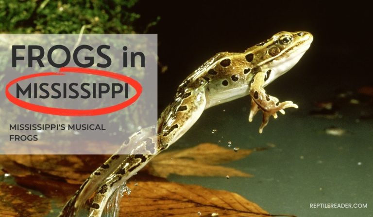 Frogs in Mississippi: Mississippi’s Musical Frogs