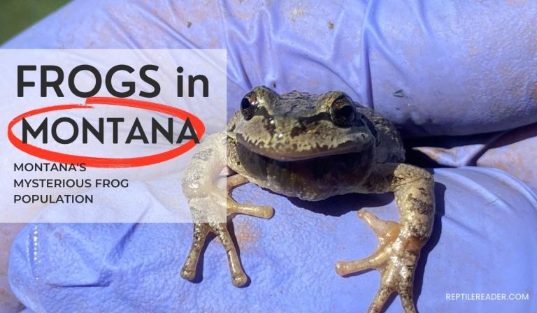 Frogs in Montana: Montana’s Mysterious Frog Population