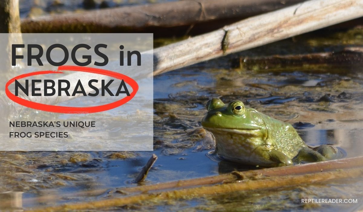 Frogs in Nebraska