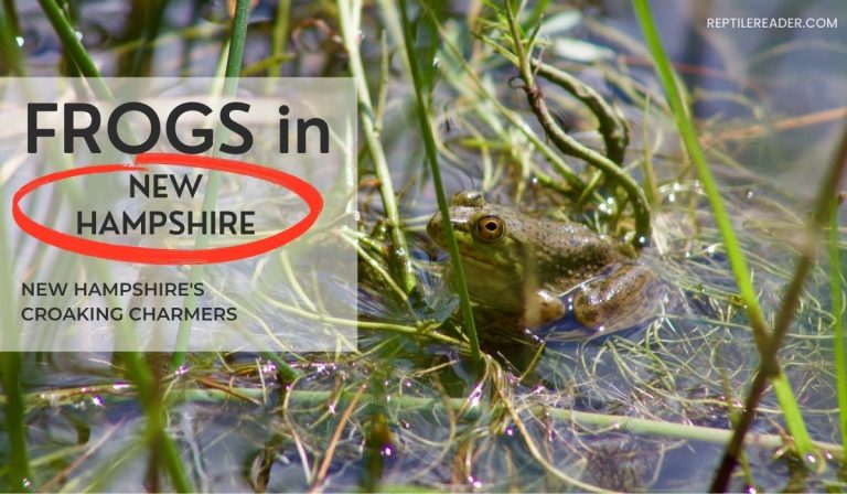 Frogs in New Hampshire: New Hampshire’s Croaking Charmers