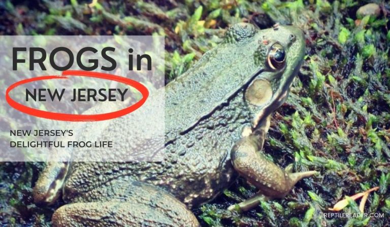 Frogs in New Jersey: New Jersey’s Delightful Frog Life