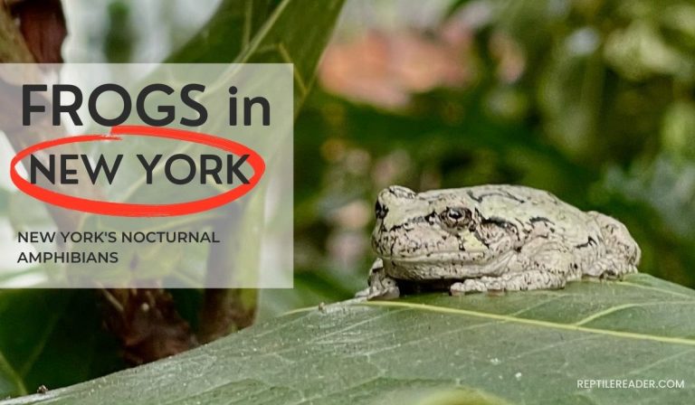 Frogs in New York: New York’s Nocturnal Amphibians