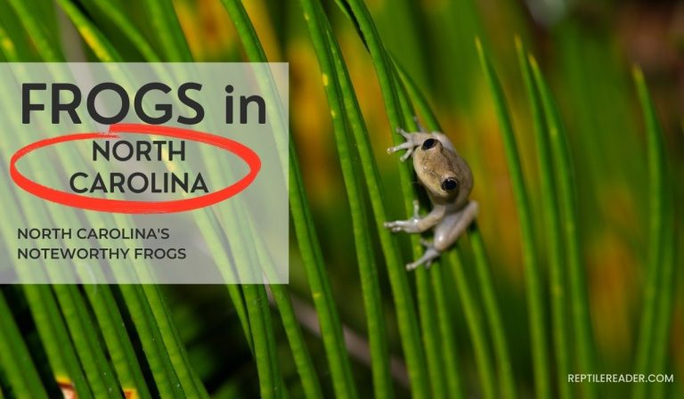 Frogs in North Carolina: North Carolina’s Noteworthy Frogs