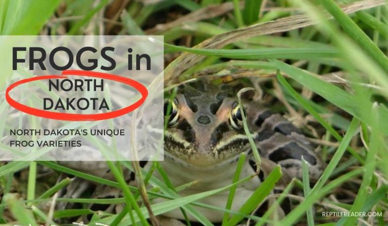 Frogs in North Dakota: North Dakota’s Unique Frog Varieties