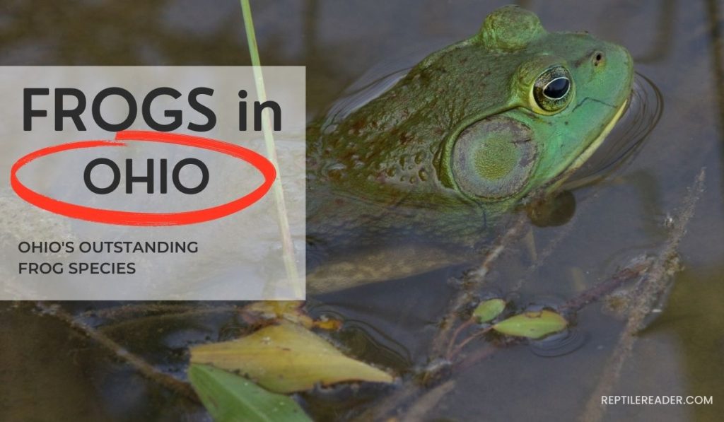 Frogs in Ohio Ohio's Outstanding Frog Species Reptile Reader