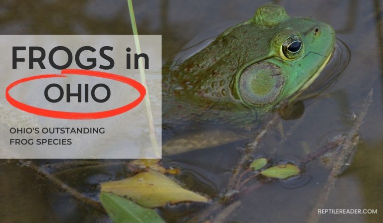 Frogs in Ohio: Ohio’s Outstanding Frog Species