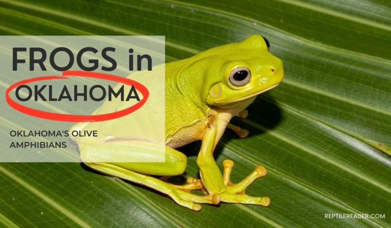 Frogs in Oklahoma: Oklahoma’s Olive Amphibians