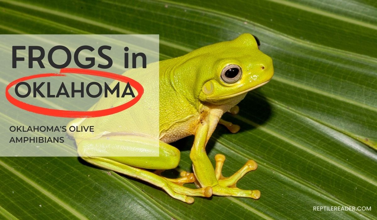 Frogs in Oklahoma