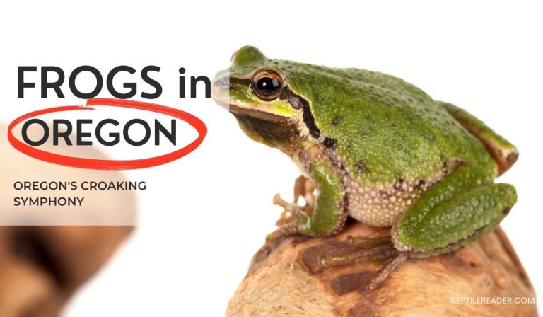 Frogs in Oregon: Oregon’s Croaking Symphony