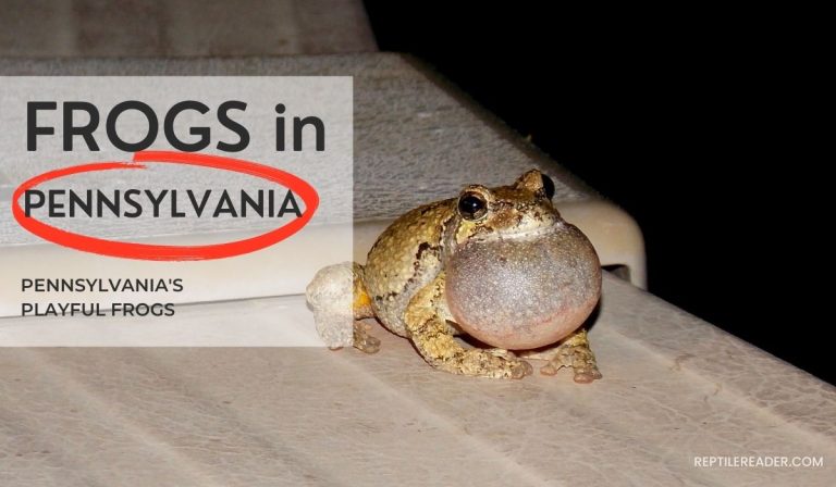 Frogs in Pennsylvania: Pennsylvania’s Playful Frogs