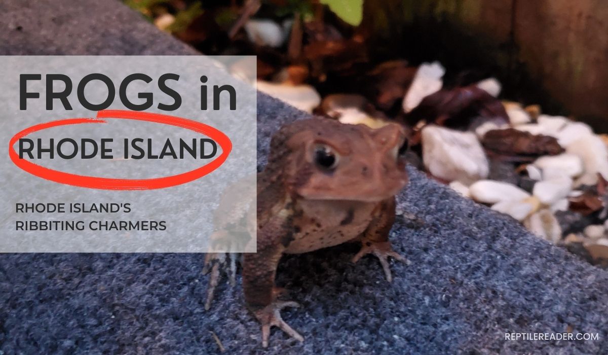 Frogs in Rhode Island