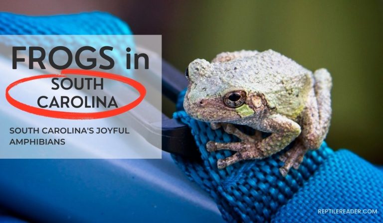 Frogs in South Carolina: South Carolina’s Joyful Amphibians