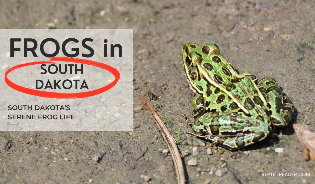 Frogs in South Dakota