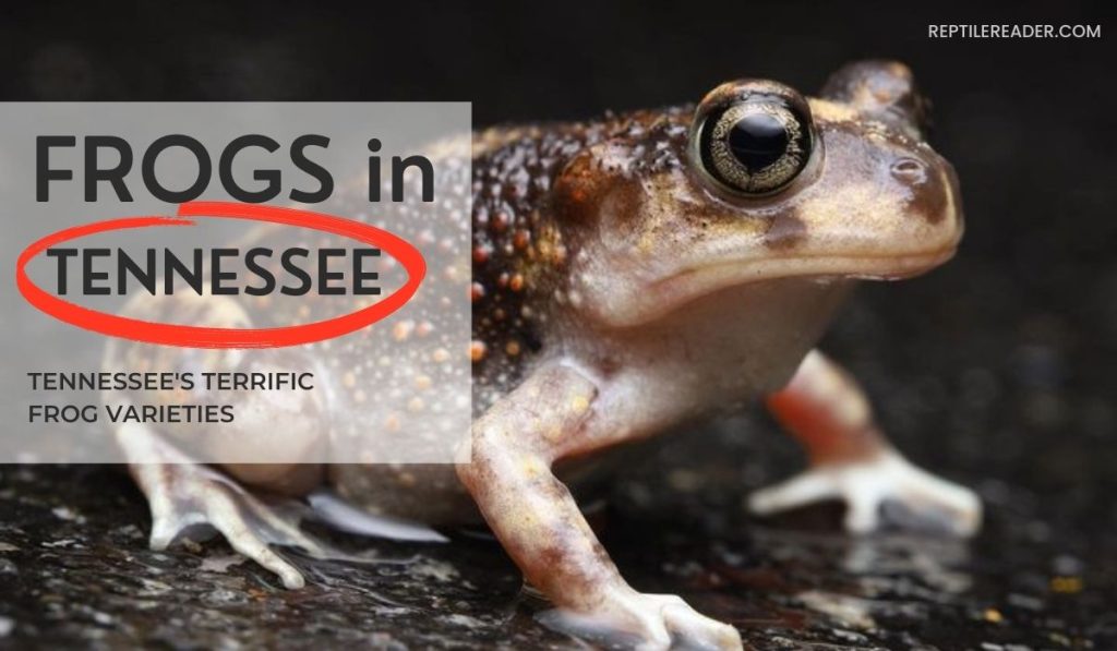 Frogs in Tennessee: Tennessee's Terrific Frog Varieties - Reptile Reader