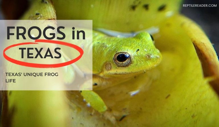 Frogs in Texas: Texas’ Unique Frog Life