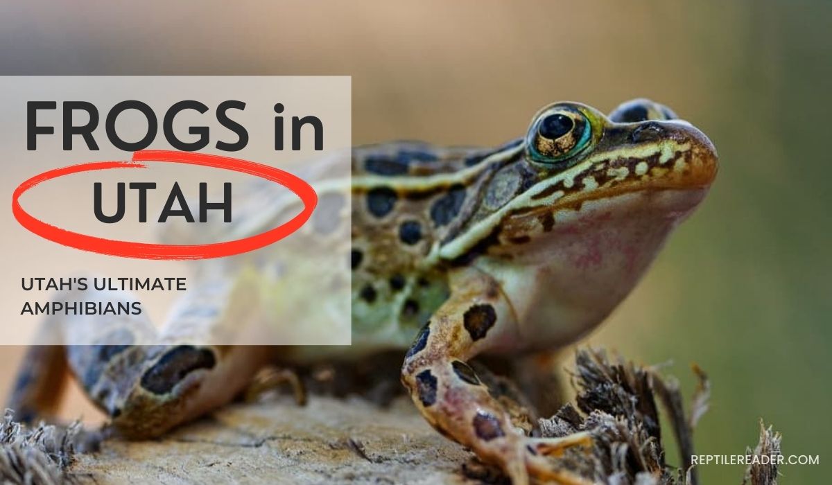 Frogs in Utah