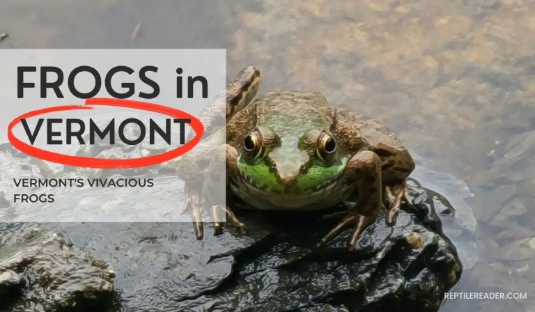 Frogs in Vermont: Vermont’s Vivacious Frogs