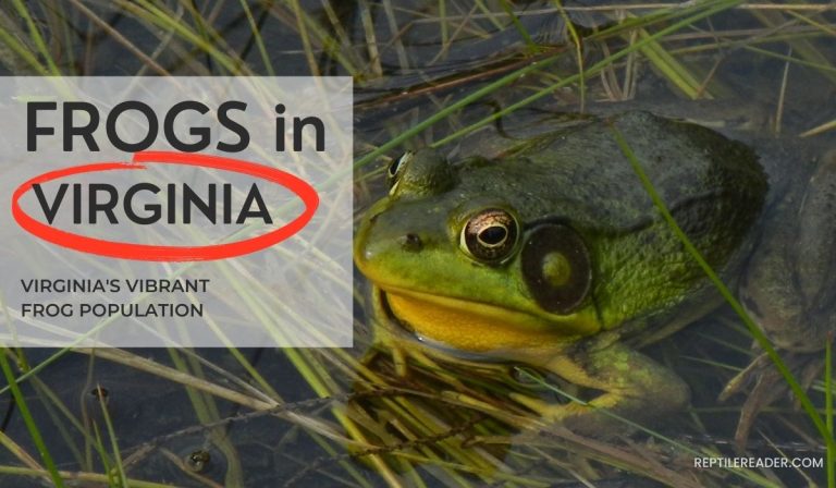 Frogs in Virginia: Virginia’s Vibrant Frog Population