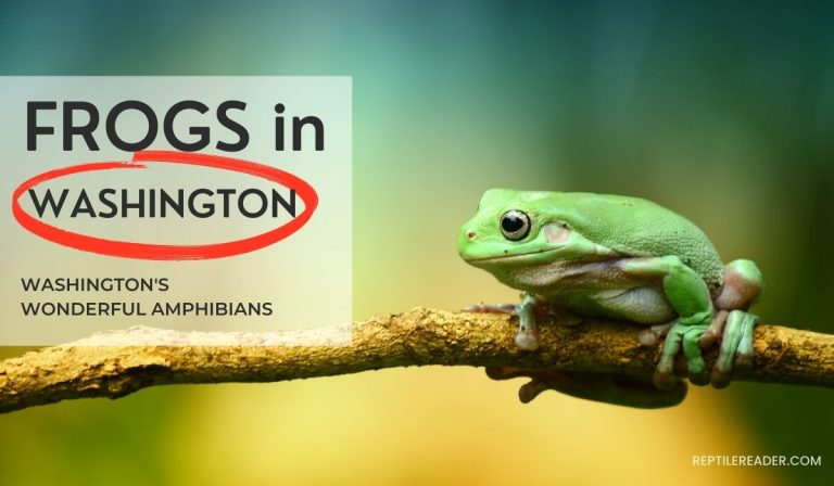 Frogs in Washington: Washington’s Wonderful Amphibians