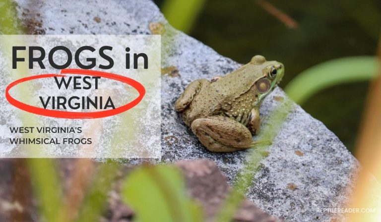 Frogs in West Virginia: West Virginia’s Whimsical Frogs