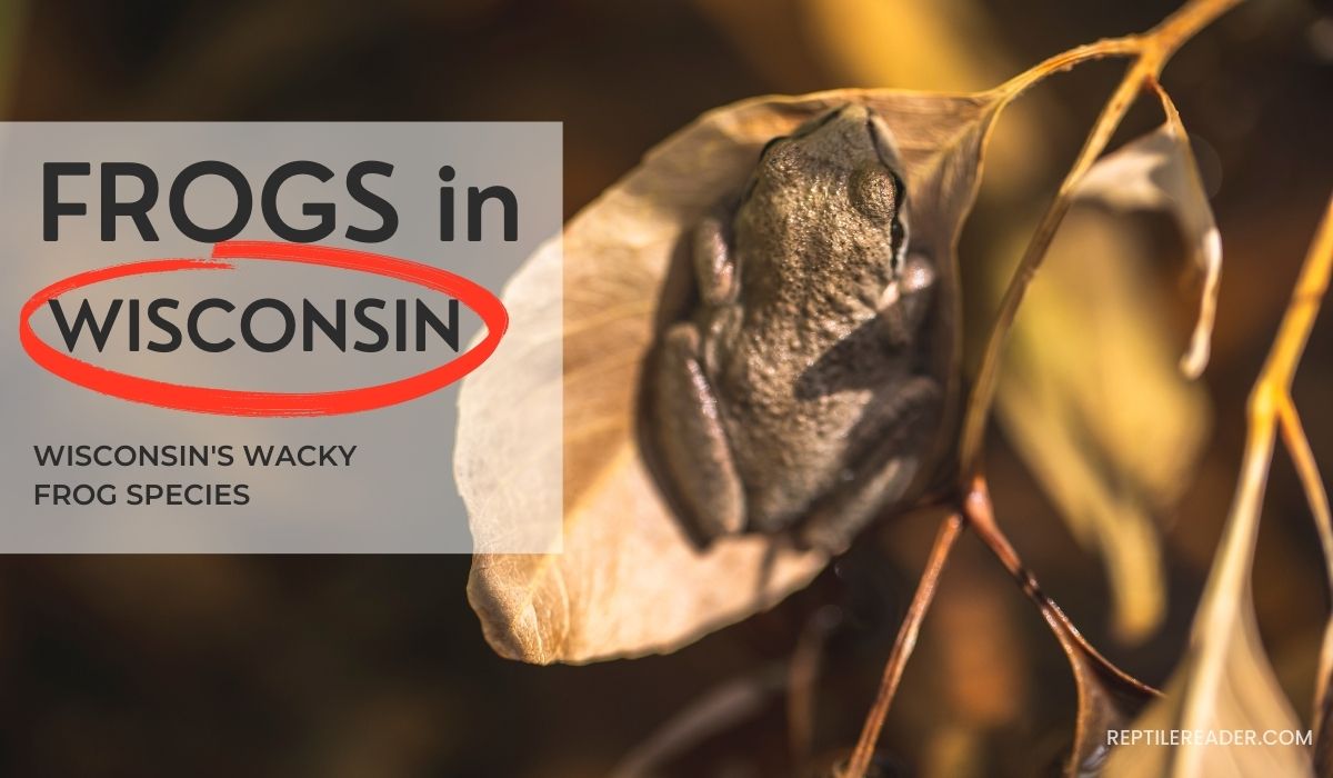 Frogs in Wisconsin