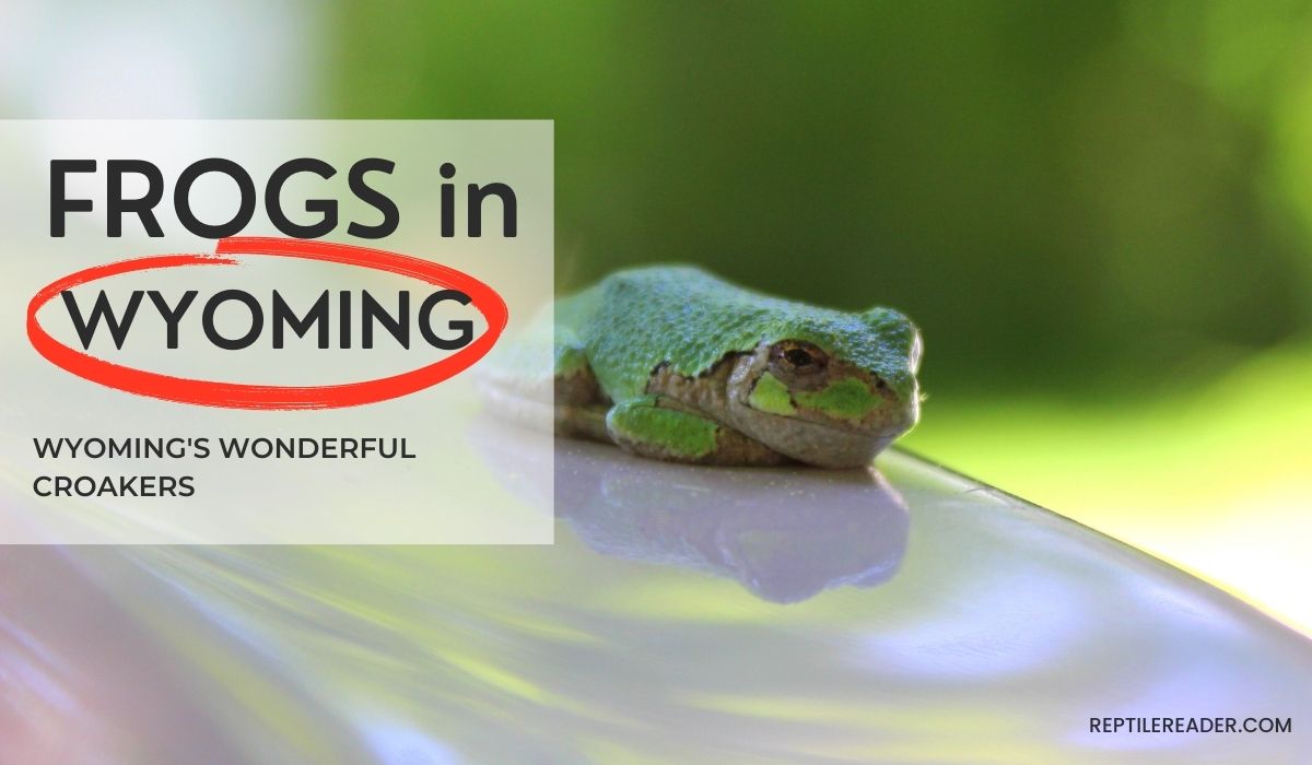 Frogs in Wyoming