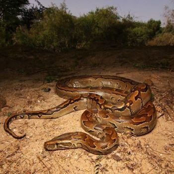 Adult African rock python