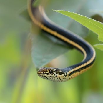 Adult Alameda Striped Racer