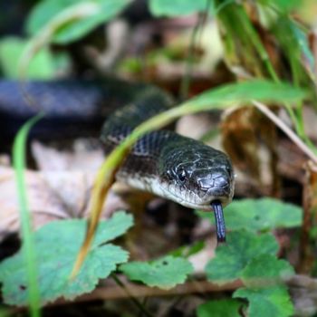 Adult Allegheny Ratsnake