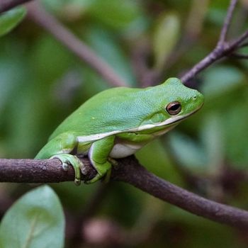 Adult American Green Tree Frog