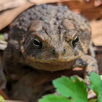 Adult American Toad