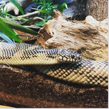 Adult Apalachicola kingsnake