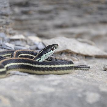 Adult Arid Land Ribbon Snake