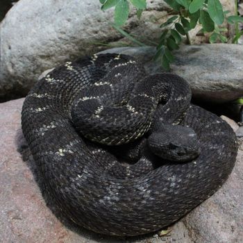 Adult Arizona Black Rattlesnake